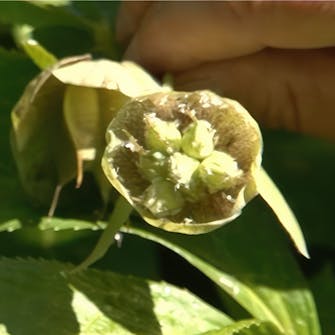 kirvat perennat kirvat perennat